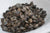 Locust Beans - Iru, Ogiri, DawaDawa, (Air Dried Whole) - 8 oz